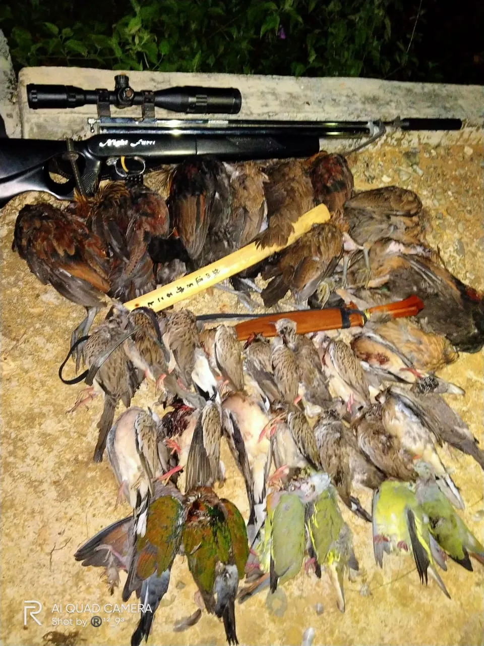 Senapan Angin yang Tangguh untuk Cuaca Ekstrem di Hutan