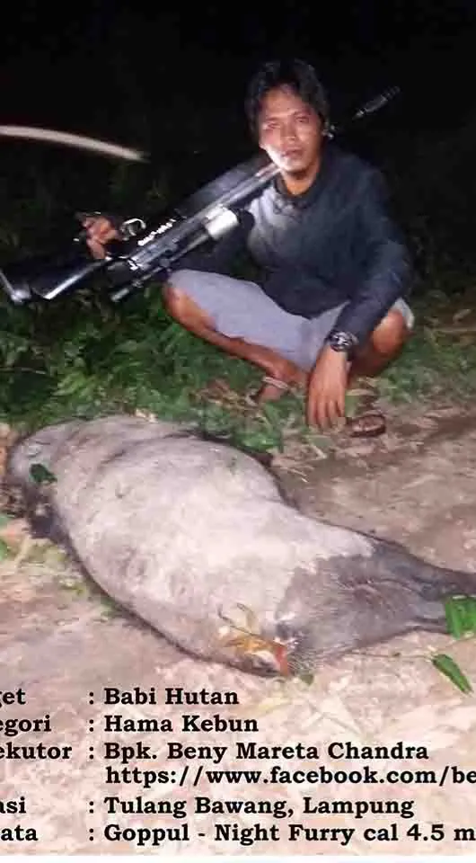 Jual Senapan Angin untuk Hama Babi Hutan